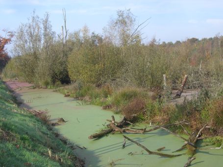 De Peel : Kanaalweg, Moorlandschaft, Herbstimpressionen